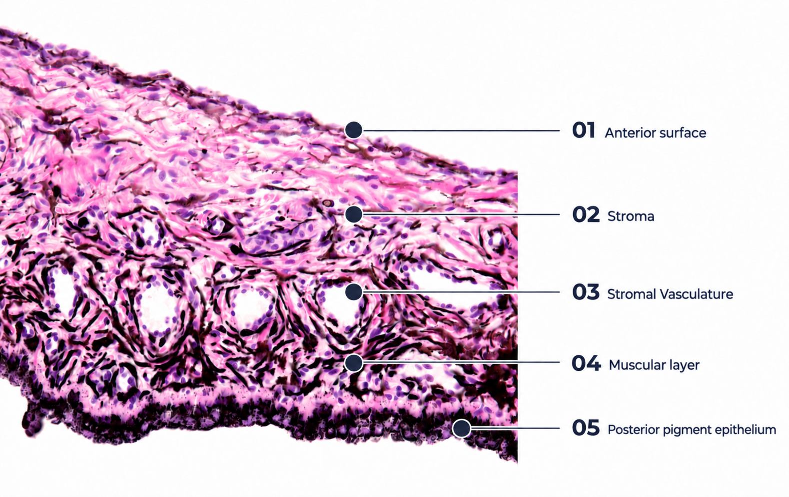 Histological section of the iris with English anatomical labels